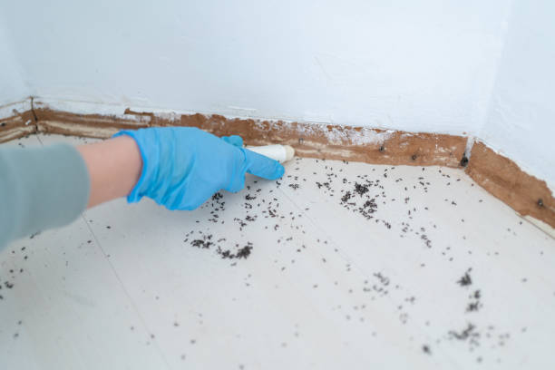 Best Termite Control Services  in Atkinson, NE